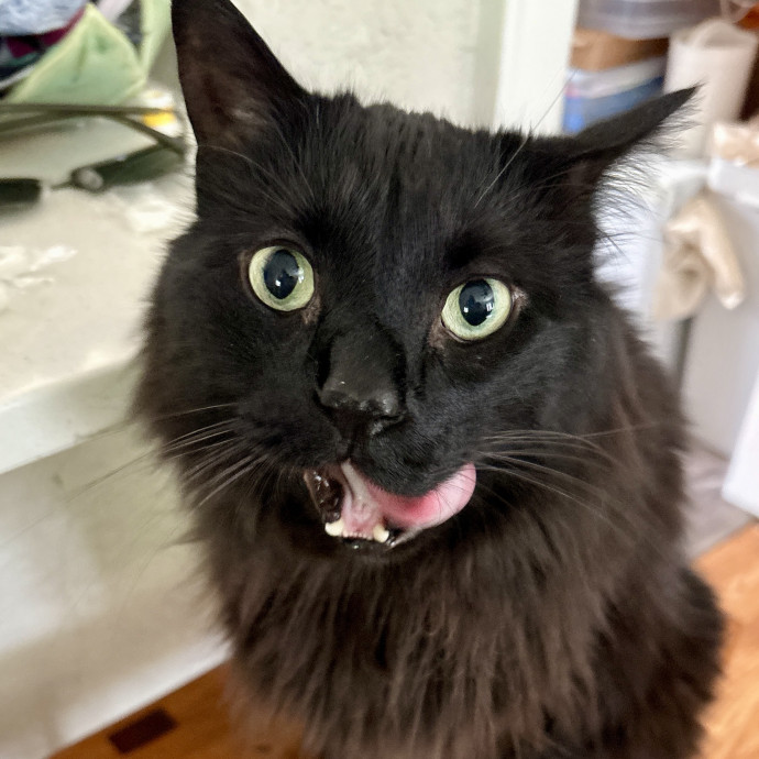Your Cat's New Best Friend