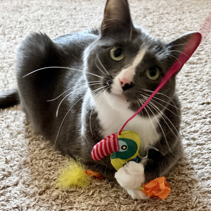 Your Cat's New Best Friend