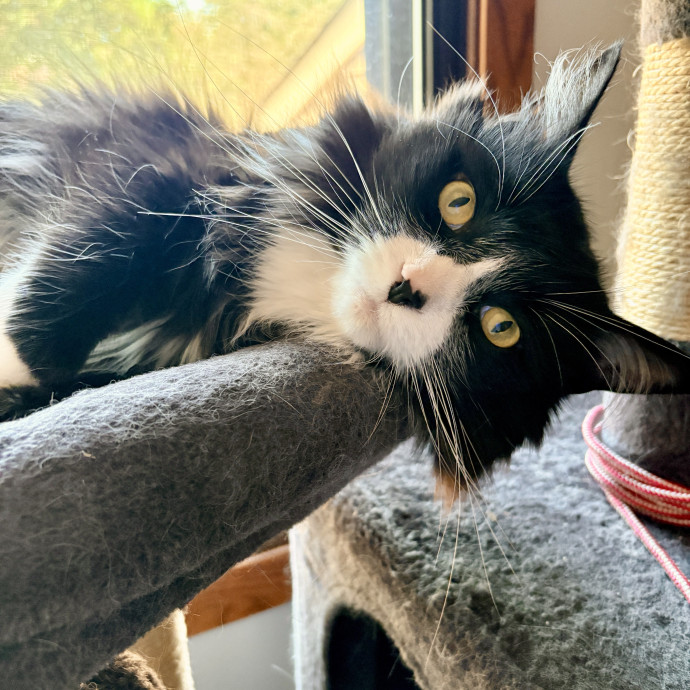Your Cat's New Best Friend