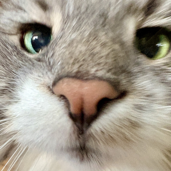 Your Cat's New Best Friend