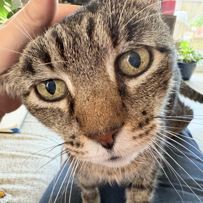 Your Cat's New Best Friend
