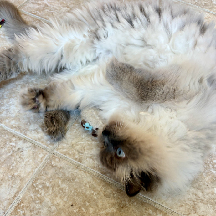 Your Cat's New Best Friend
