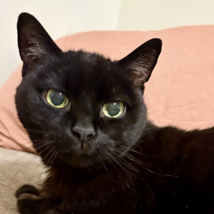 Your Cat's New Best Friend