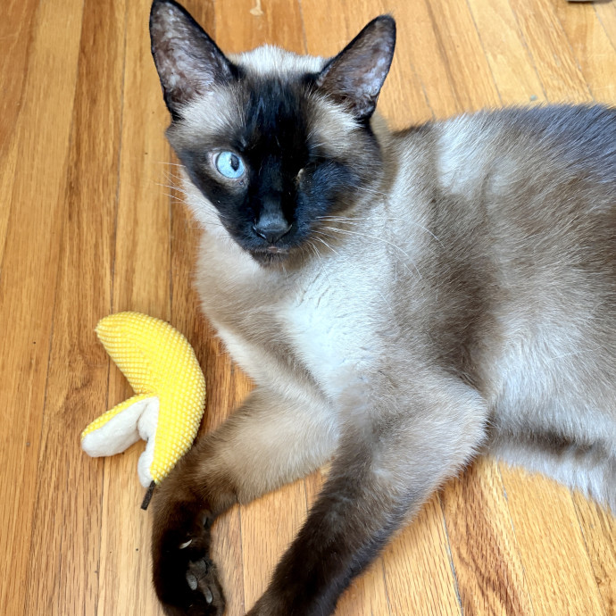Your Cat's New Best Friend