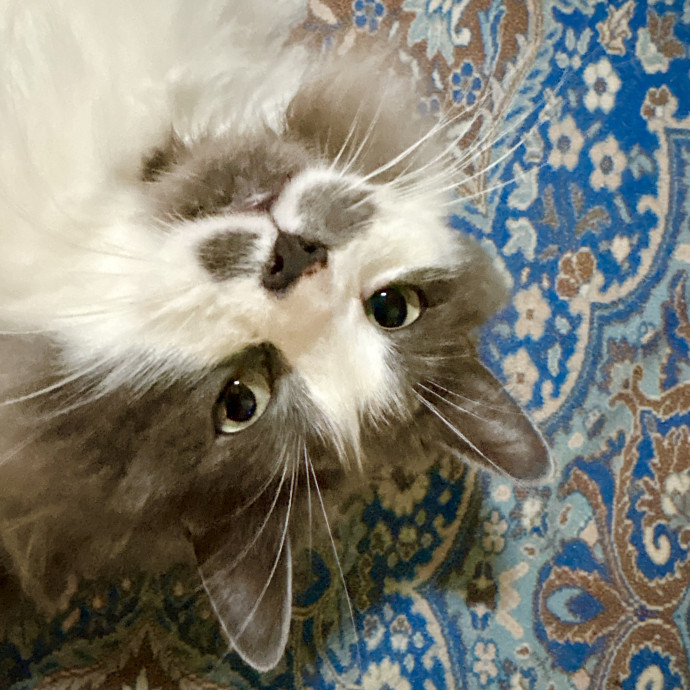 Your Cat's New Best Friend