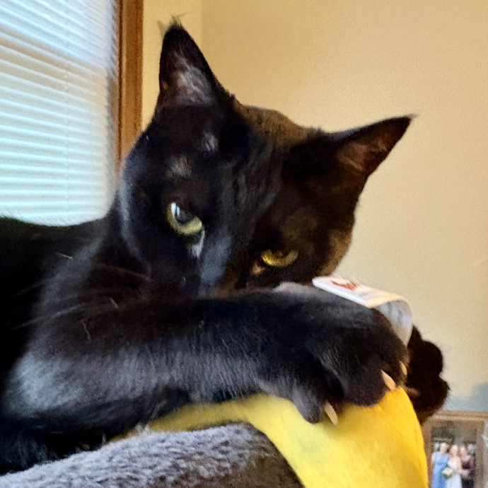 Your Cat's New Best Friend