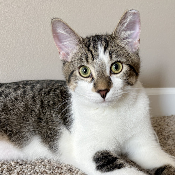 Your Cat's New Best Friend