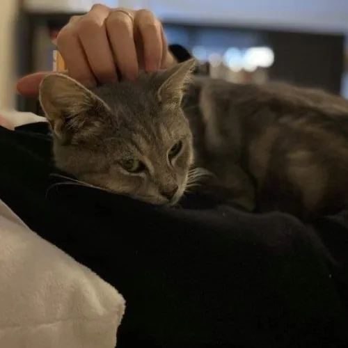 Cat Mama In Hoboken photo 3