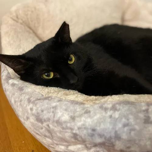 Cat Mama In Hoboken photo 2