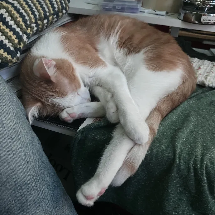 I Am A Lover And Owner Of Cats