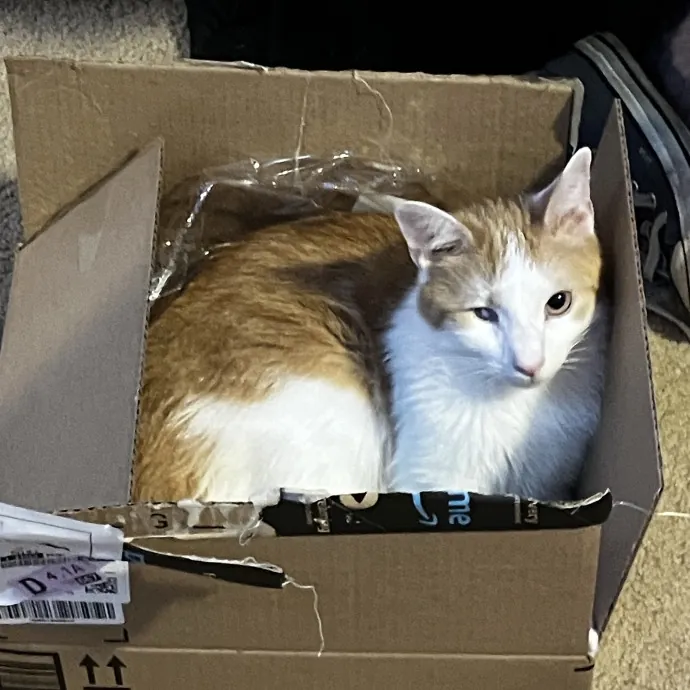 I Am A Lover And Owner Of Cats photo 3