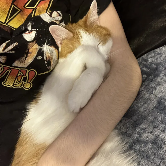 I Am A Lover And Owner Of Cats photo 2