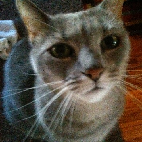 Jazzy Cats - Savannah Cat Sitter - Local Cat Dad