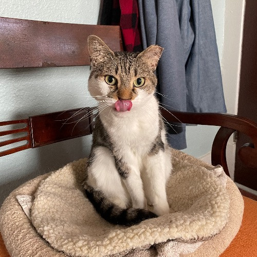 Jazzy Cats - Savannah Cat Sitter - Local Cat Dad