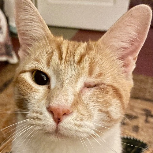 Jazzy Cats - Savannah Cat Sitter - Local Cat Dad