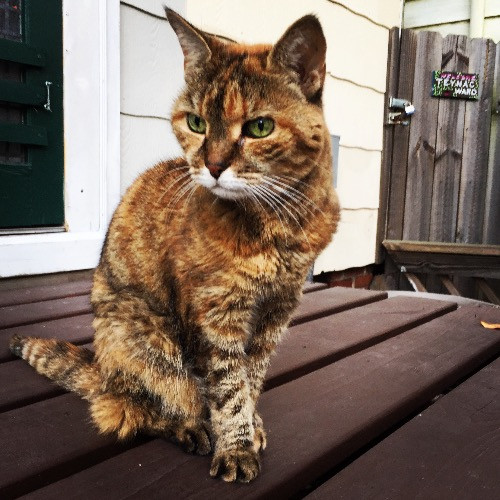 Jazzy Cats - Savannah Cat Sitter - Local Cat Dad