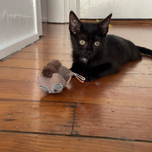 Jazzy Cats - Savannah Cat Sitter - Local Cat Dad