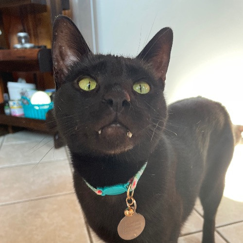Jazzy Cats - Savannah Cat Sitter - Local Cat Dad