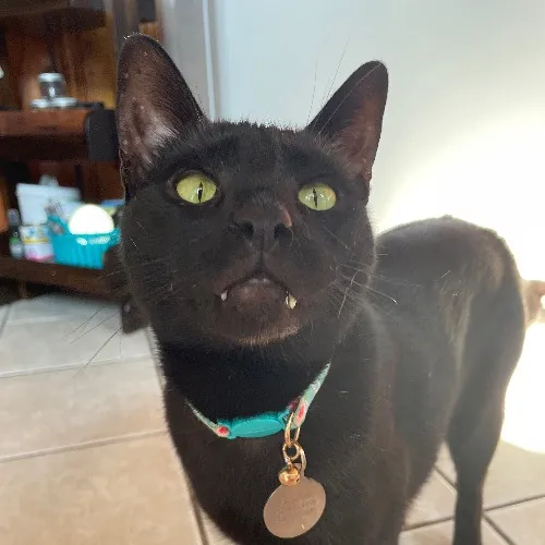 Jazzy Cats - Savannah Cat Sitter - Local Cat Dad