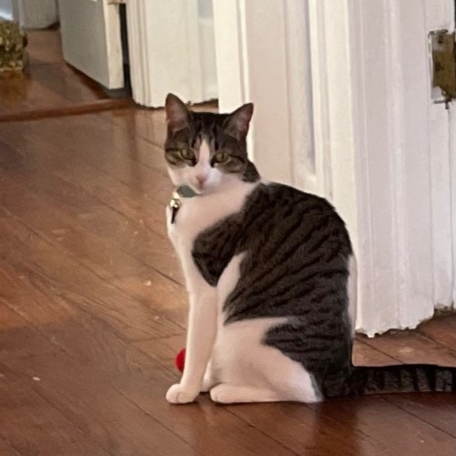 Jazzy Cats - Savannah Cat Sitter - Local Cat Dad