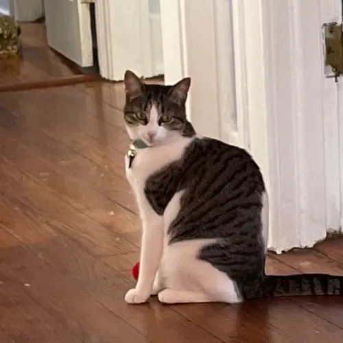 Jazzy Cats - Savannah Cat Sitter - Local Cat Dad