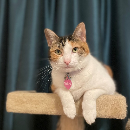 Jazzy Cats - Savannah Cat Sitter - Local Cat Dad