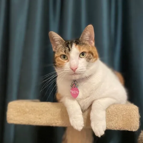 Jazzy Cats - Savannah Cat Sitter - Local Cat Dad