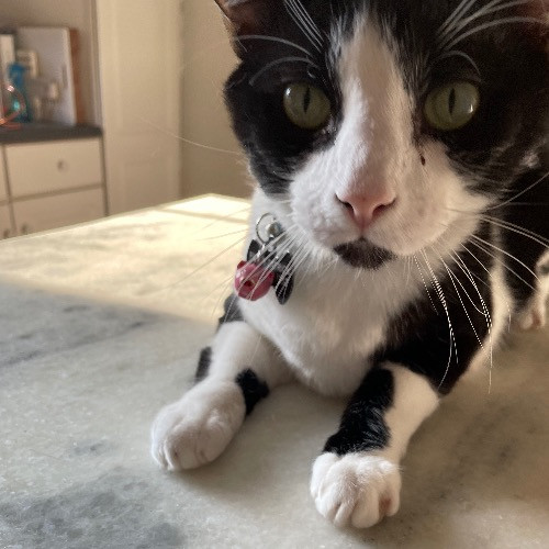 Jazzy Cats - Savannah Cat Sitter - Local Cat Dad