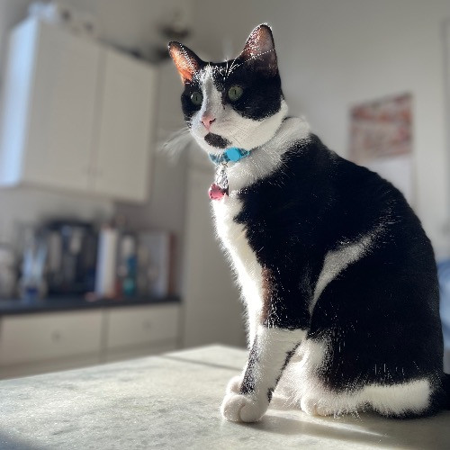 Jazzy Cats - Savannah Cat Sitter - Local Cat Dad