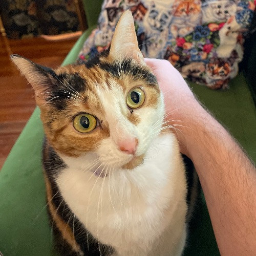 Jazzy Cats - Savannah Cat Sitter - Local Cat Dad
