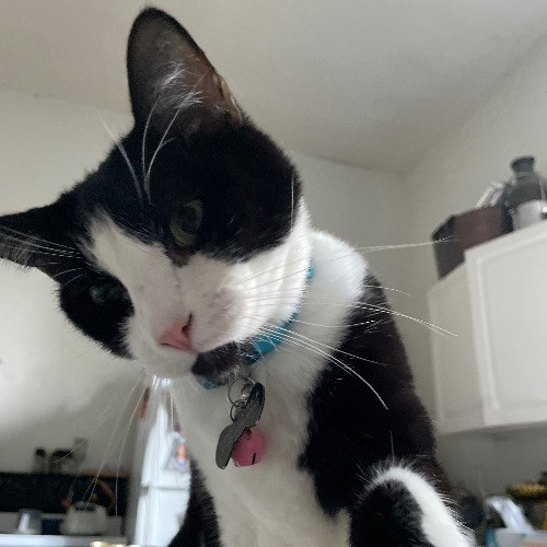 Jazzy Cats - Savannah Cat Sitter - Local Cat Dad
