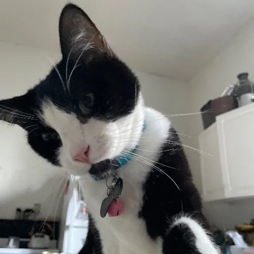 Jazzy Cats - Savannah Cat Sitter - Local Cat Dad