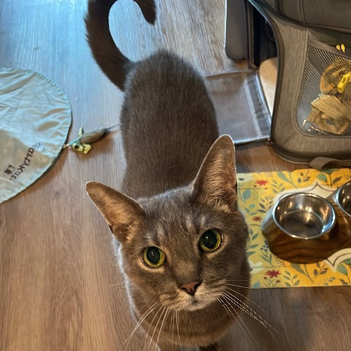 Jazzy Cats - Savannah Cat Sitter - Local Cat Dad