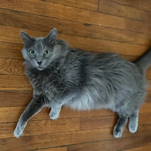 Jazzy Cats - Savannah Cat Sitter - Local Cat Dad