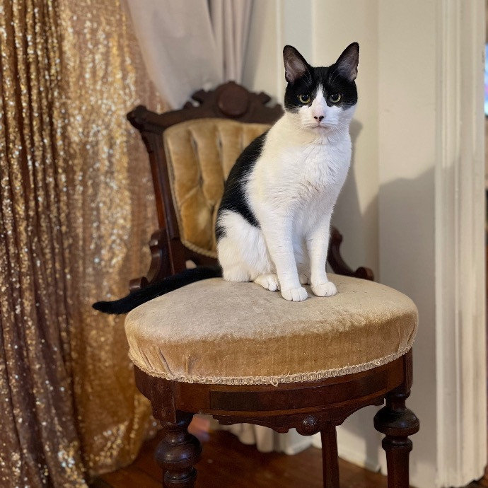 Jazzy Cats - Savannah Cat Sitter - Local Cat Dad