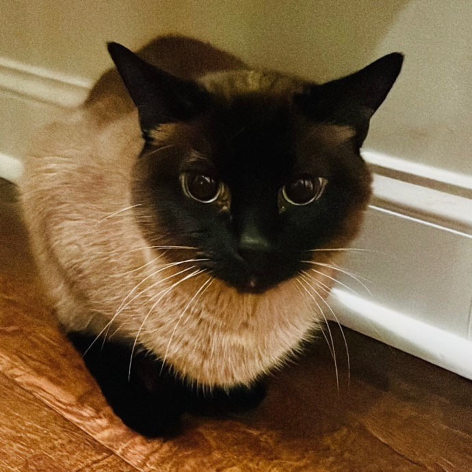 Jazzy Cats - Savannah Cat Sitter - Local Cat Dad