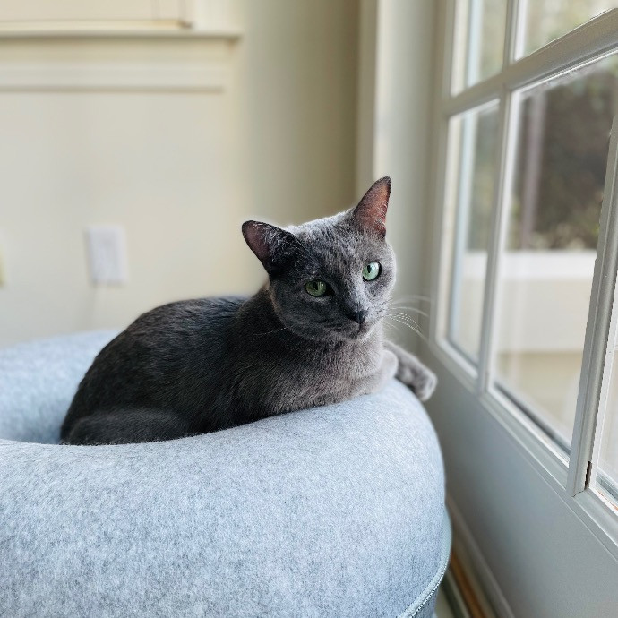 Jazzy Cats - Savannah Cat Sitter - Local Cat Dad