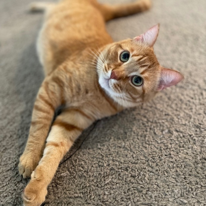 Jazzy Cats - Savannah Cat Sitter - Local Cat Dad