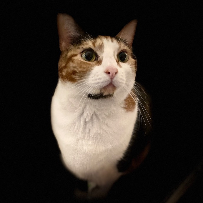 Jazzy Cats - Savannah Cat Sitter - Local Cat Dad