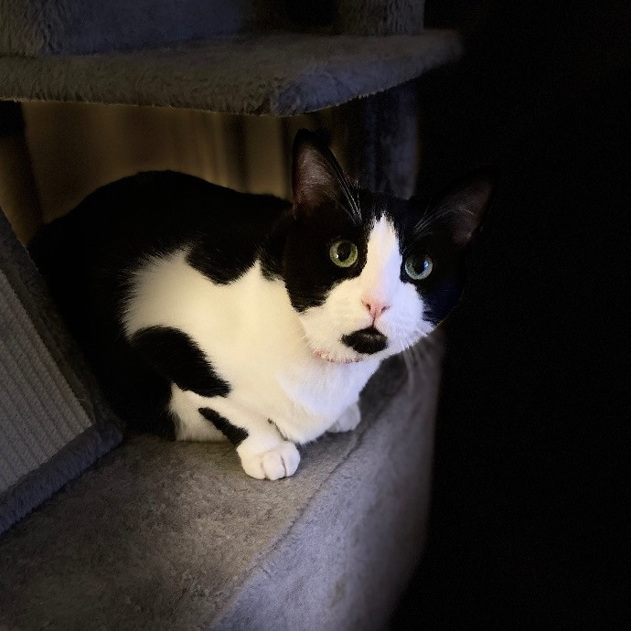 Jazzy Cats - Savannah Cat Sitter - Local Cat Dad