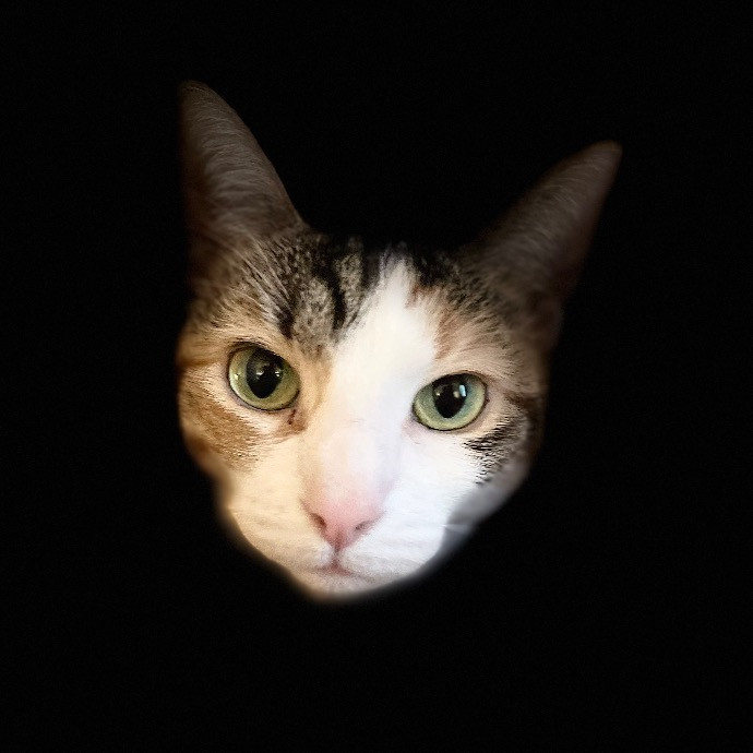 Jazzy Cats - Savannah Cat Sitter - Local Cat Dad