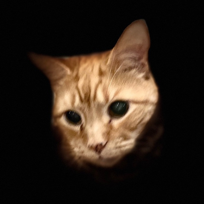 Jazzy Cats - Savannah Cat Sitter - Local Cat Dad