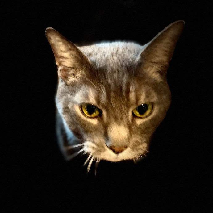 Jazzy Cats - Savannah Cat Sitter - Local Cat Dad