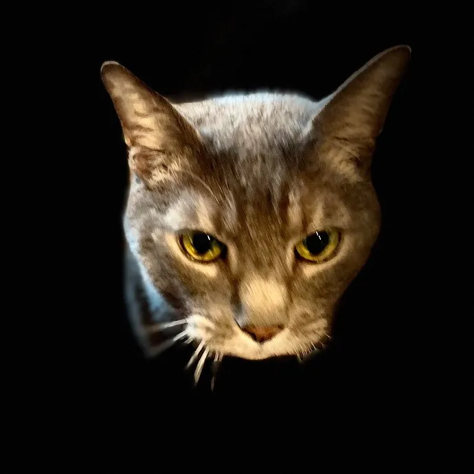 Jazzy Cats - Savannah Cat Sitter - Local Cat Dad