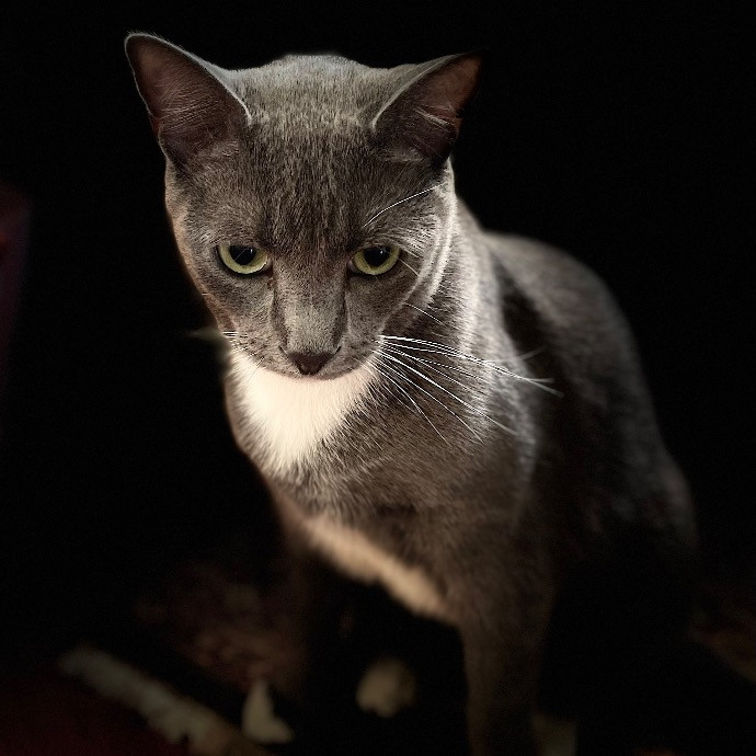 Jazzy Cats - Savannah Cat Sitter - Local Cat Dad