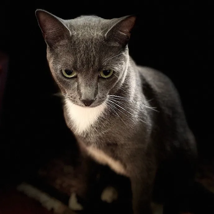 Jazzy Cats - Savannah Cat Sitter - Local Cat Dad