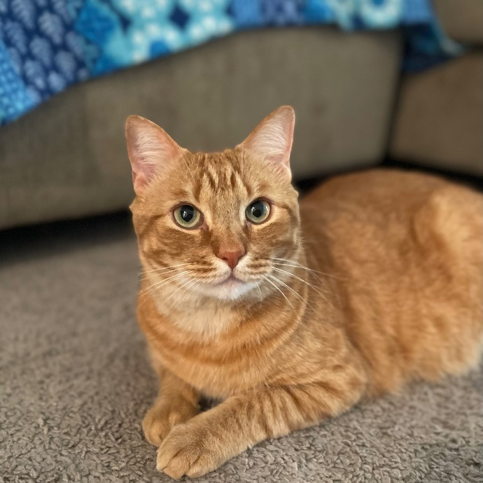 Jazzy Cats - Savannah Cat Sitter - Local Cat Dad