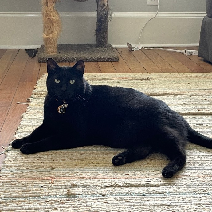 Jazzy Cats - Savannah Cat Sitter - Local Cat Dad