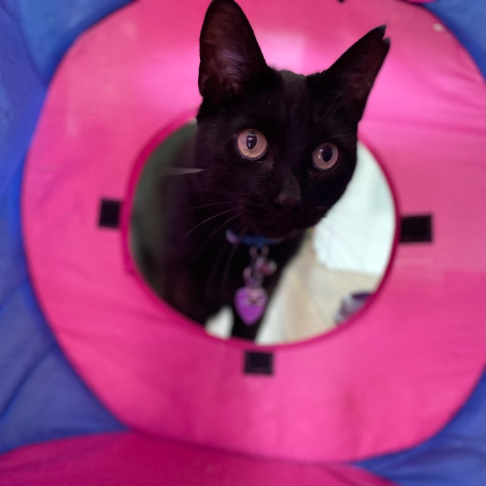Jazzy Cats - Savannah Cat Sitter - Local Cat Dad photo 3