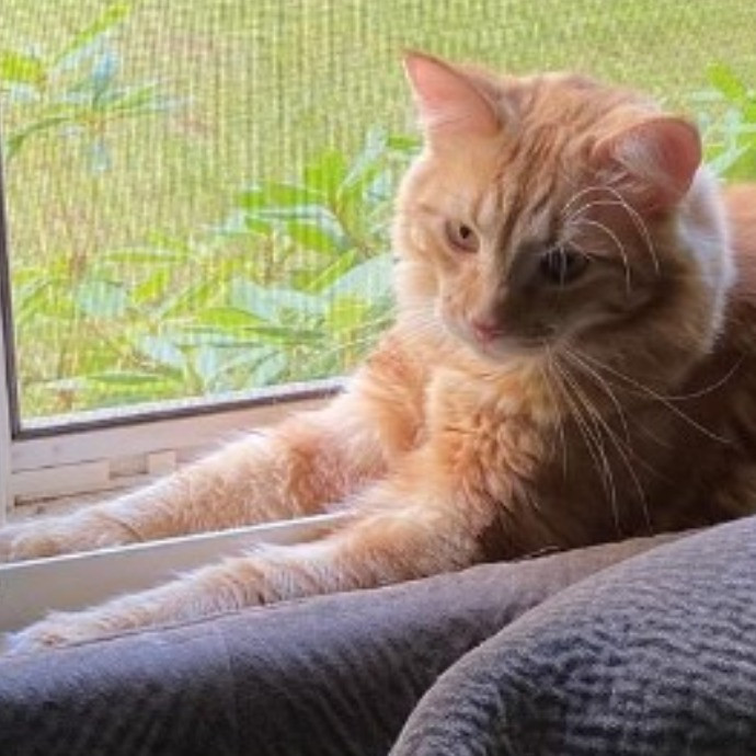 Ashley's Cat Sitting photo 3